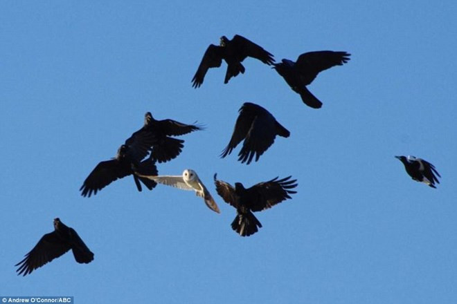 Quạ và cú hai loài chim được cho là báo hiệu cái chết 7 hiện tượng lạ lùng không thể giải thích bằng khoa học