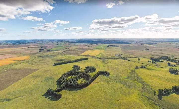 Bí ẩn hình thù kỳ lạ của khu vườn bạch đàn nổi tiếng nhìn từ Google Earth ảnh 2