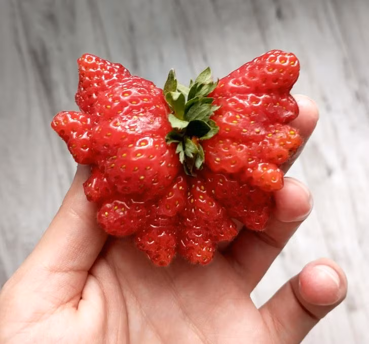 Quả dâu tây có hình dạng giống như một con bướm khổng lồ.
