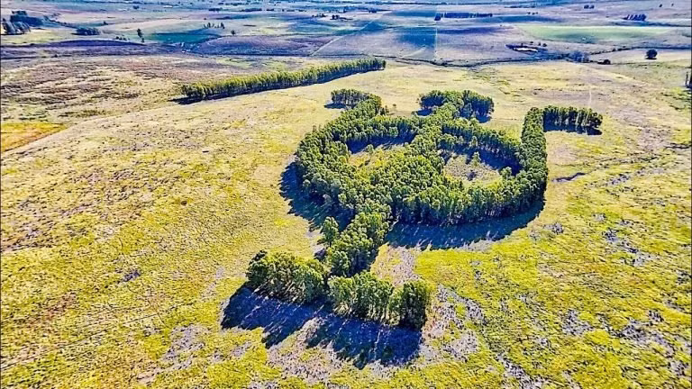 Khu vườn bạch đàn có hình thù độc lạ nổi tiếng nhờ Google Earth.