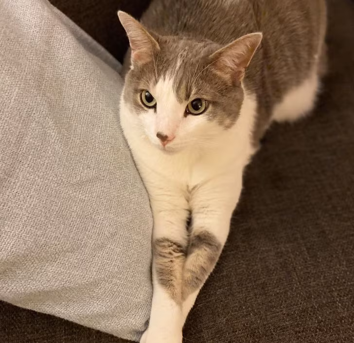 Bàn chân của chú mèo này tạo thành một trái tim khi được ghép lại với nhau