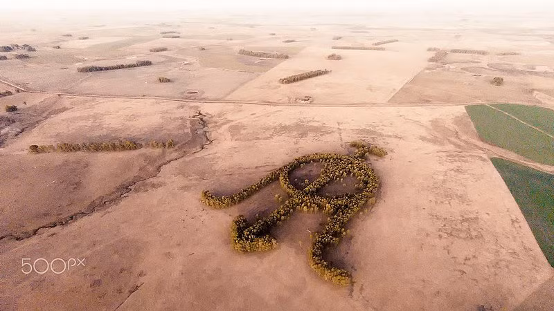 Bí ẩn hình thù kỳ lạ của khu vườn bạch đàn nổi tiếng nhìn từ Google Earth ảnh 1