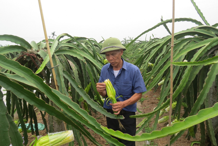 Đến nay, diện tích trồng thanh long trên địa bàn thôn Trực Trang đạt đến 40 ha.