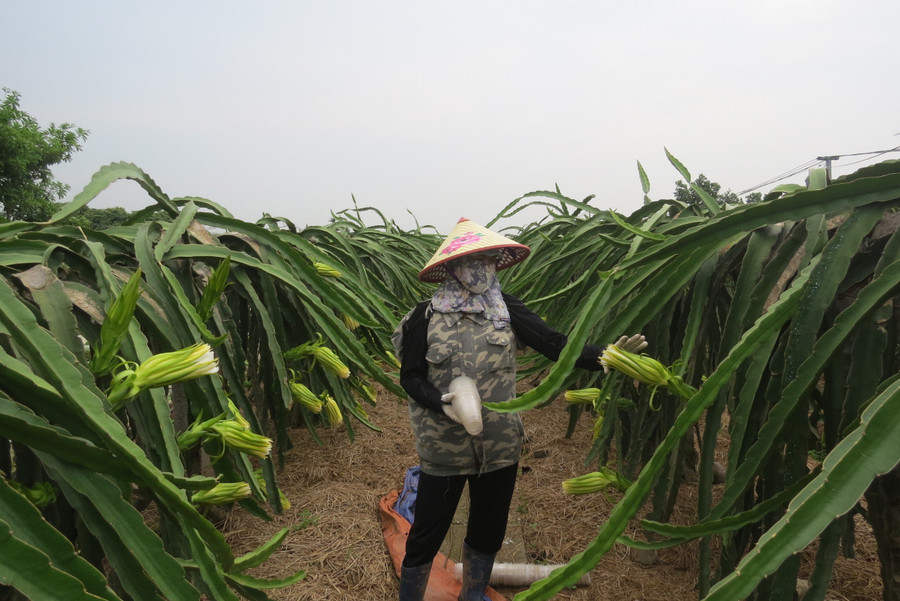 Gia đình chị Hoà có kinh nghiệm trồng thanh long ruột trắng đem lại năng suất cao.