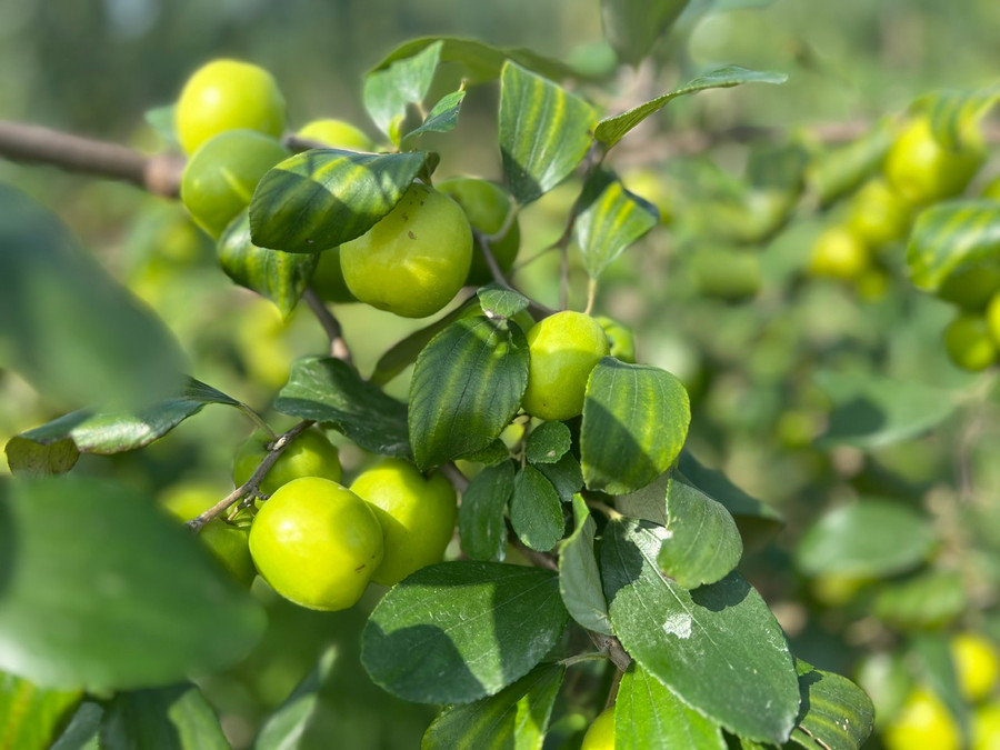 Sản lượng táo bình quân hàng năm trên 2.000 tấn