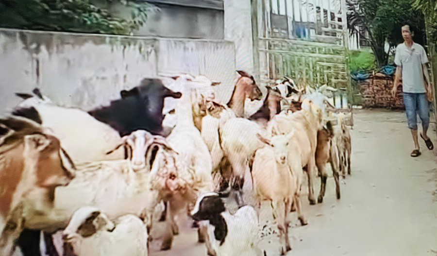 Dê được lùa ra đồng ăn cỏ. Dê được lùa ra đồng ăn cỏ.