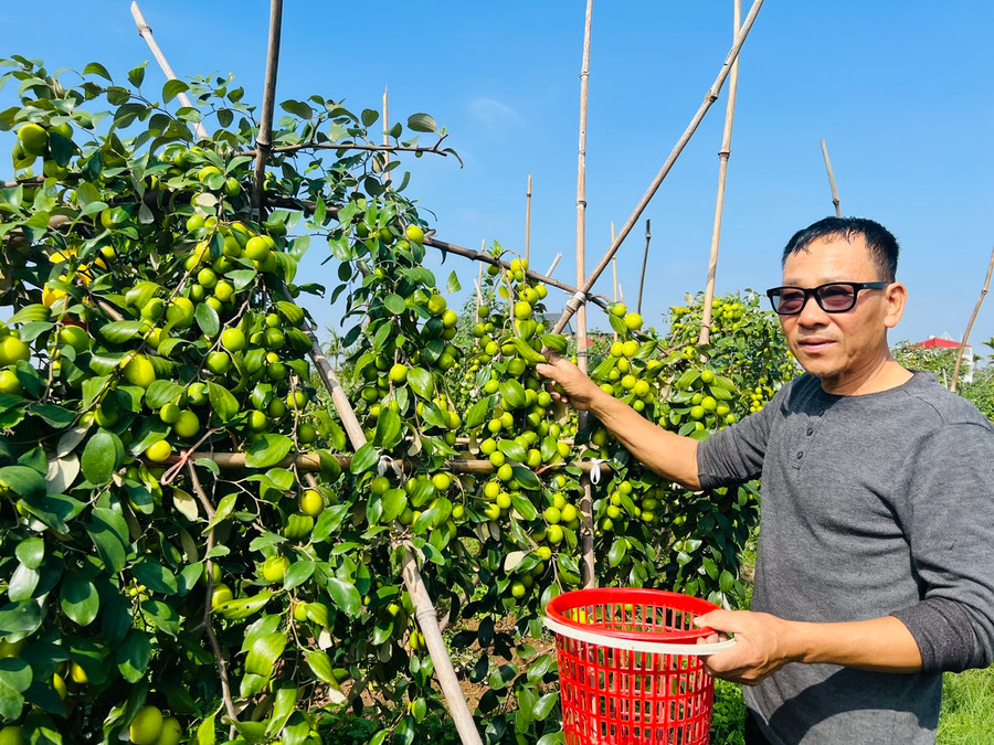 Ông Lương Thành Tám đã 12 năm kinh nghiệm trồng táo.