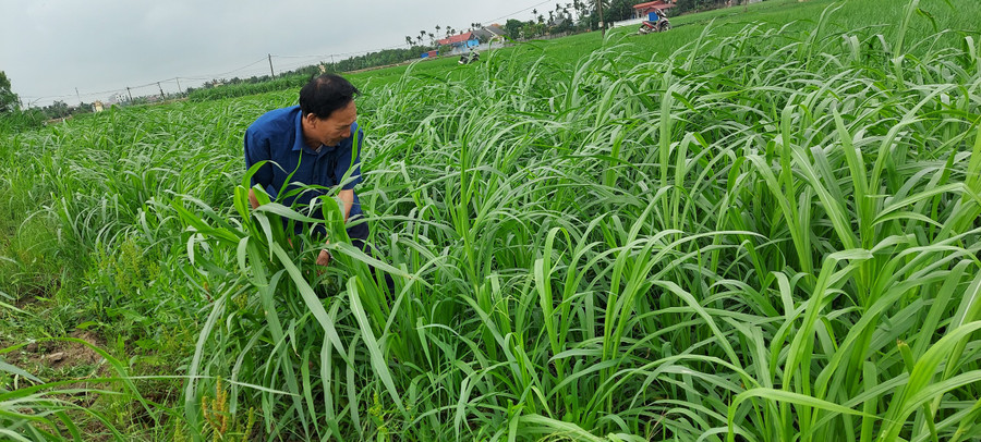 Cánh đồng cỏ voi bạt ngàn là thức ăn xanh, sạch cho đàn dê Boer của gia đình ông Nhĩ. Cánh đồng cỏ voi bạt ngàn là thức ăn xanh, sạch cho đàn dê Boer của gia đình ông Nhĩ.