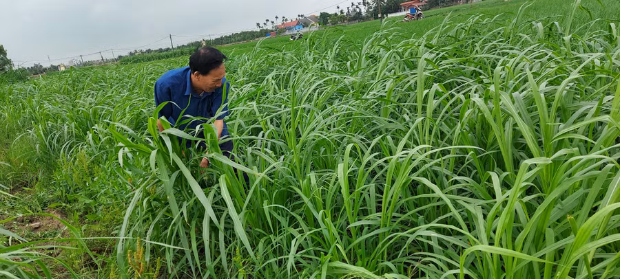 Cánh đồng cỏ voi bạt ngàn là thức ăn xanh, sạch cho đàn dê Boer của gia đình ông Nhĩ.