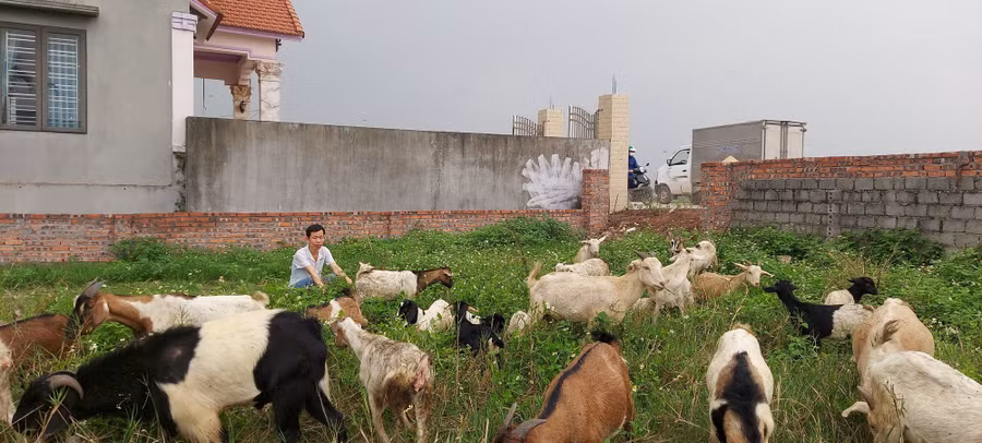 Đàn dê của gia đình ông Ngước được chăn thả tự nhiên.