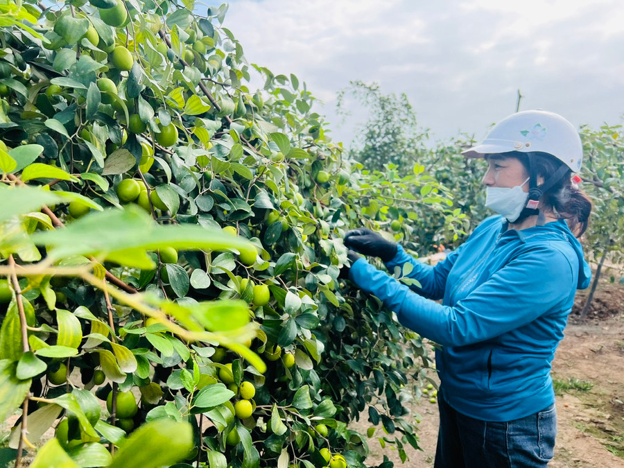 Mùa táo muối Bàng La kéo dài từ tháng 11 đến tháng 3 năm sau.