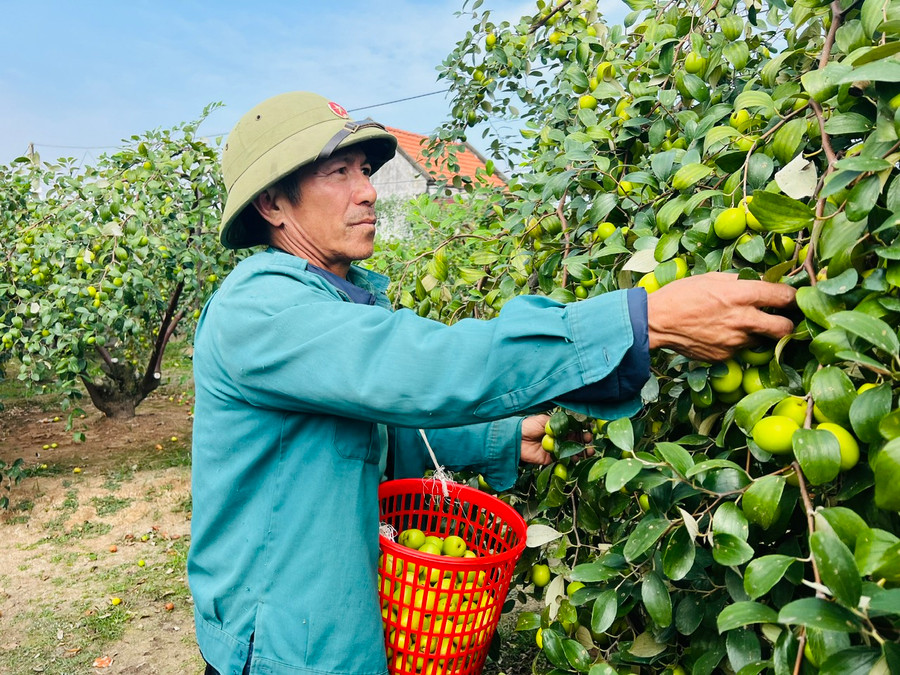 Táo Bàng La quả căng mọng, giòn và ngọt đậm vị.