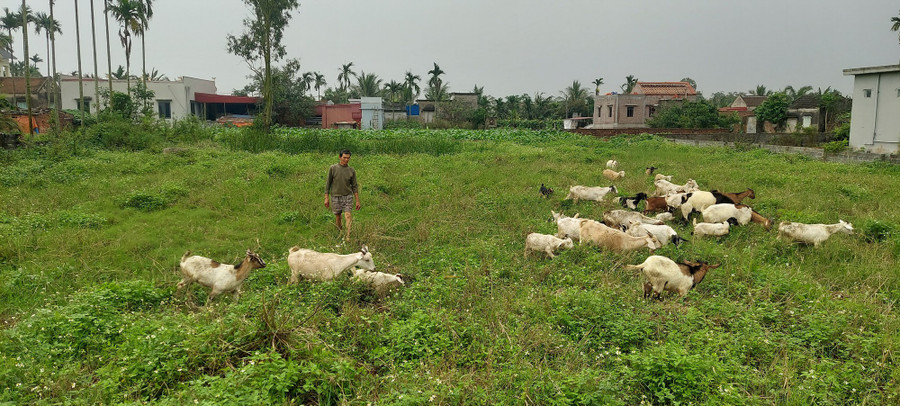 Cánh đồng mênh mông cỏ dại là thức ăn "khoái khẩu" của đàn dê. Cánh đồng mênh mông cỏ dại là thức ăn "khoái khẩu" của đàn dê.