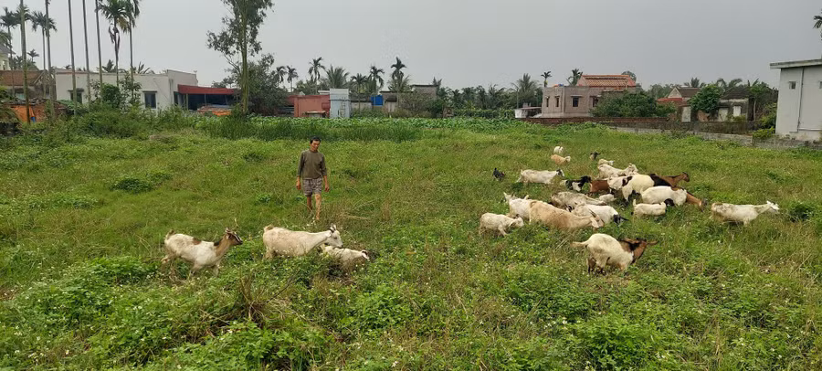 Cánh đồng mênh mông cỏ dại là thức ăn "khoái khẩu" của đàn dê.