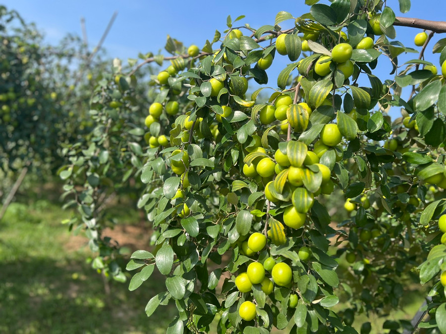 Táo Bàng La quả căng mọng, giòn và ngọt đậm vị.
