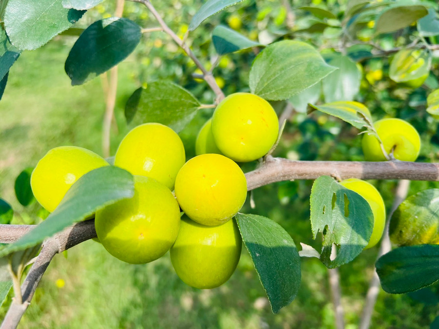 Sản lượng táo bình quân hàng năm trên 2.000 tấn