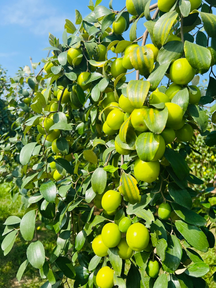 Sản lượng táo bình quân hàng năm trên 2.000 tấn