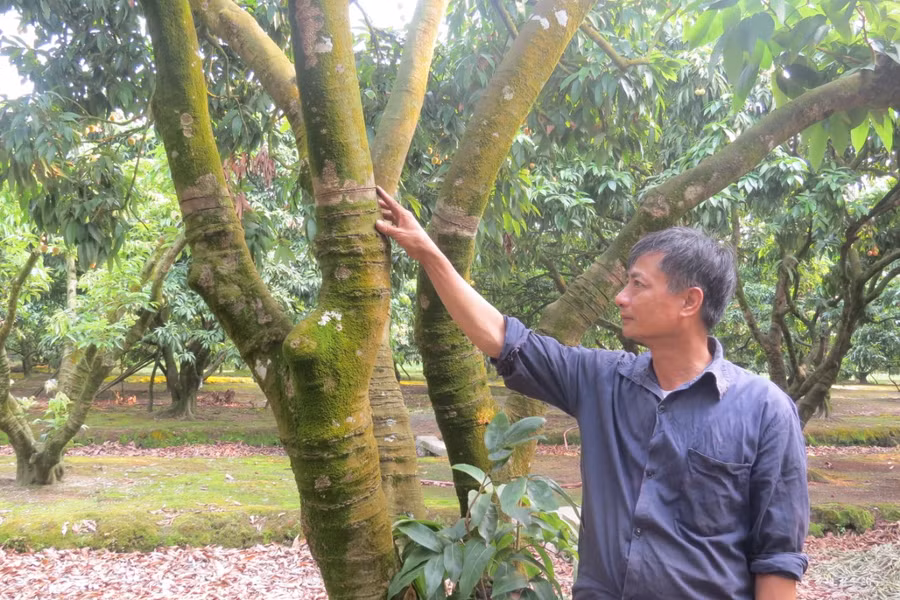 Dù được chăm bón, kĩ thuật như nhau, nhưng do ảnh hưởng của thời tiết, nhiều cây không có quả.