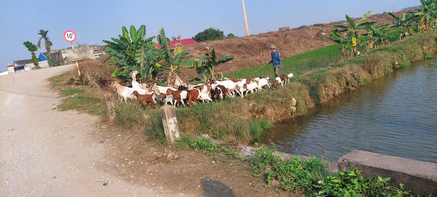 Đàn dê của gia đình ông Nhĩ được thả đồng 3 tiếng mỗi ngày. Đàn dê của gia đình ông Nhĩ được thả đồng 3 tiếng mỗi ngày.