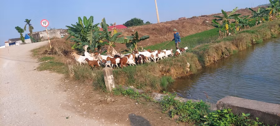 Đàn dê của gia đình ông Nhĩ được thả đồng 3 tiếng mỗi ngày.