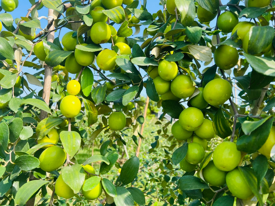 Táo muối Bàng La vỏ ngoài mẩy, bóng, bên trong giòn, ngọt và có vị đậm đà.