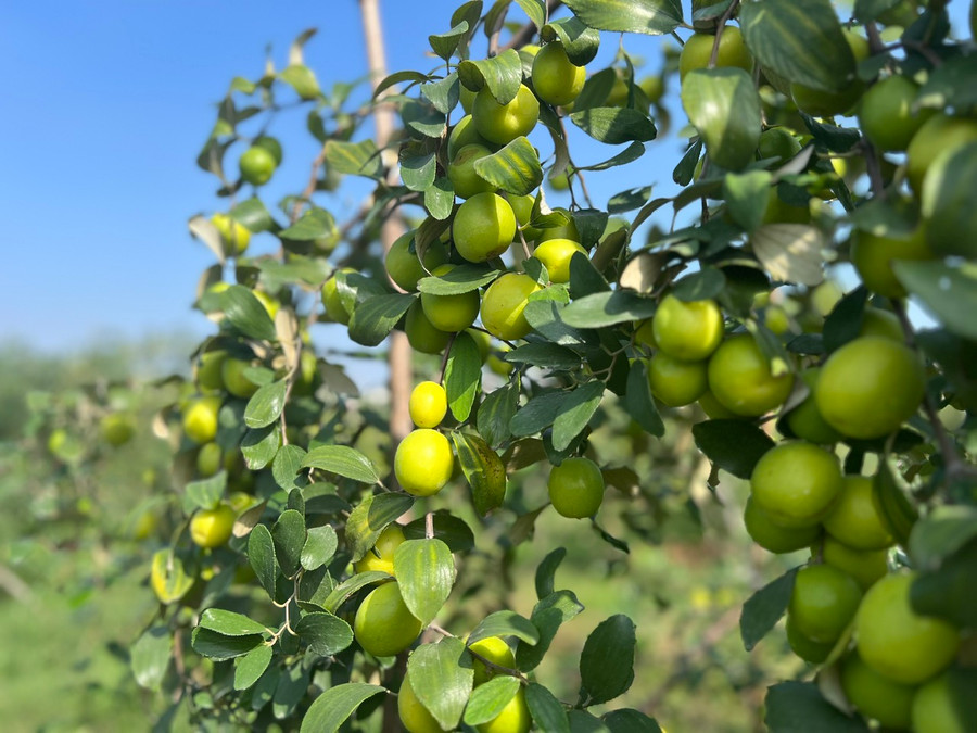 Sản lượng táo bình quân hàng năm trên 2.000 tấn