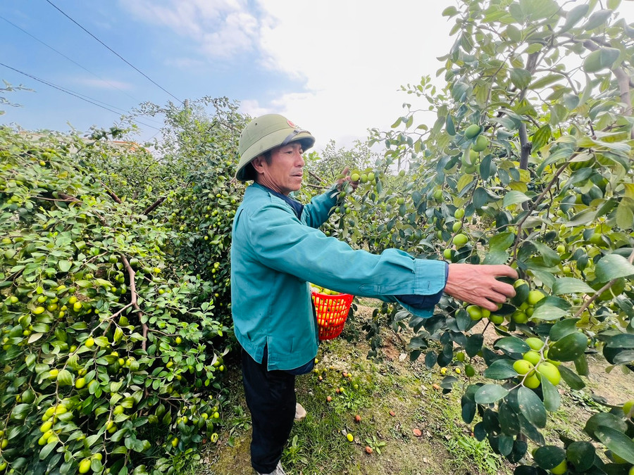 Ông Nguyễn Đức Tuân thu hoạch táo tại vườn nhà.