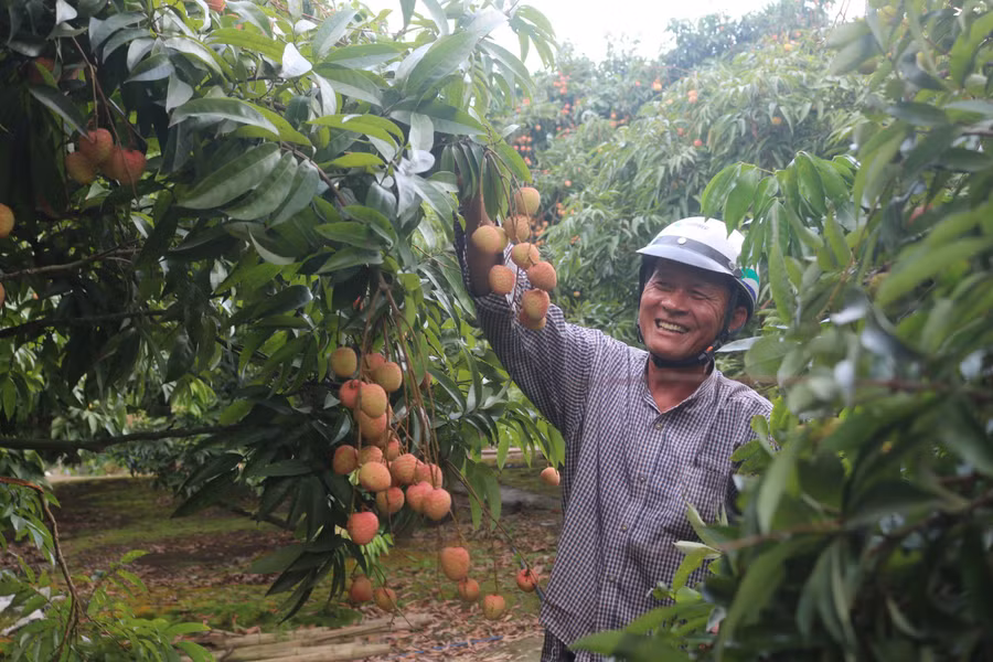 Giống vải sớm cho nông dân Bát Trang thu nhập cao.