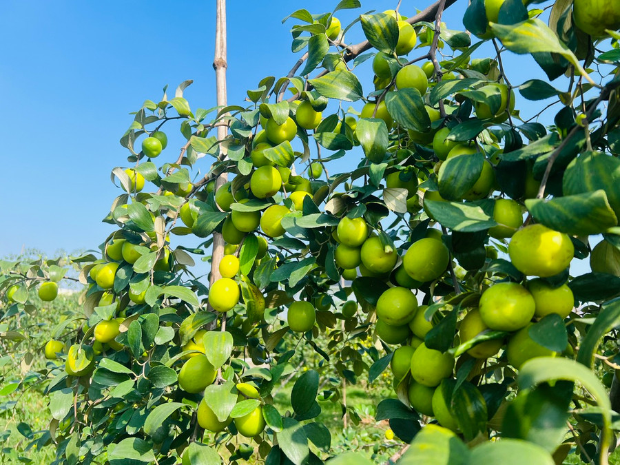 Táo Bàng La quả căng mọng, giòn và ngọt đậm vị.