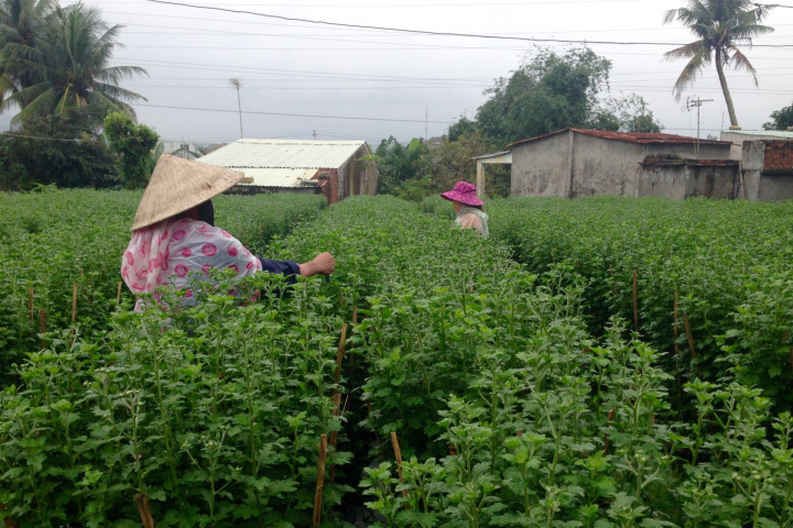Người trồng hoa "chạy đua" với thời tiết