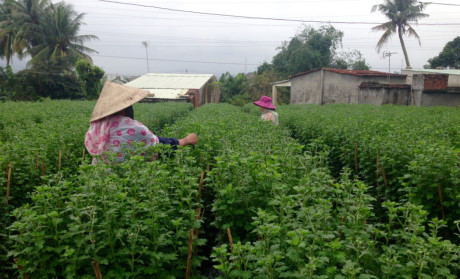 Người trồng hoa Nguoi trong hoa