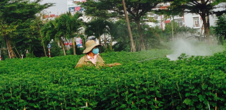 Người trồng hoa Nguoi trong hoa
