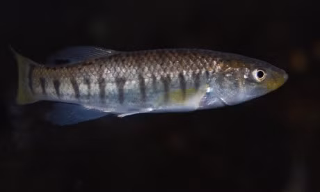 Nhung dong vat co the song sot sau chien tranh hat nhan - Anh 6