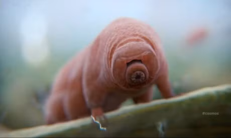 Nhung dong vat co the song sot sau chien tranh hat nhan - Anh 7