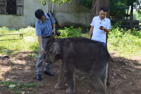 Ngam nhung chu voi con dang yeu o Ban Don - Anh 2