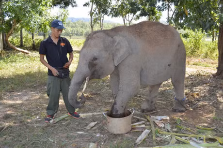 Ngam nhung chu voi con dang yeu o Ban Don - Anh 3