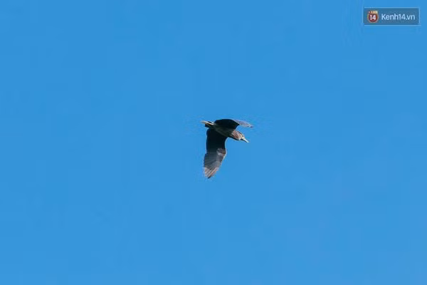 Độc đáo khu du lịch sinh thái Vườn quốc gia Tràm Chim - Ảnh 9.