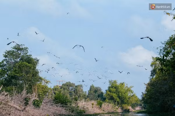 Độc đáo khu du lịch sinh thái Vườn quốc gia Tràm Chim - Ảnh 6.