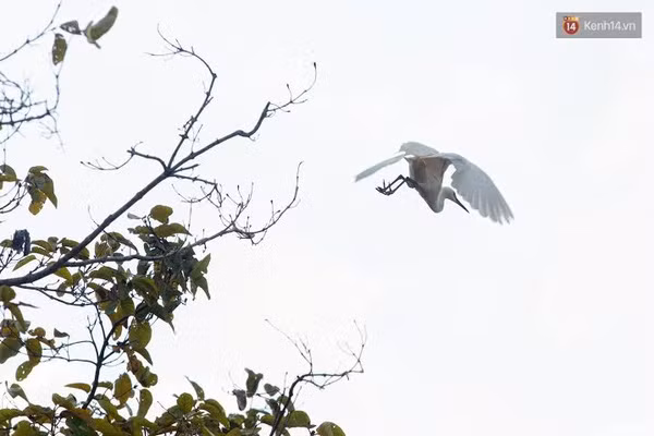 Độc đáo khu du lịch sinh thái Vườn quốc gia Tràm Chim - Ảnh 8.