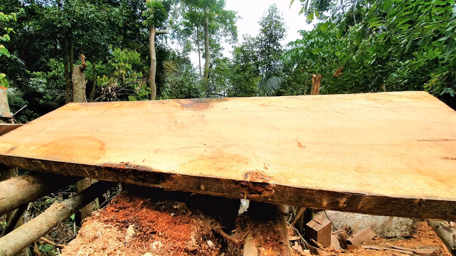 Cận cảnh hàng loạt cây cổ thụ ở rừng phòng hộ A Lưới bị "xẻ thịt"