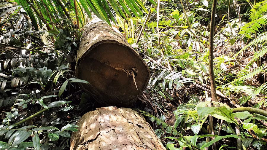 Cận cảnh hàng loạt cây cổ thụ ở rừng phòng hộ A Lưới bị "xẻ thịt" ảnh 9