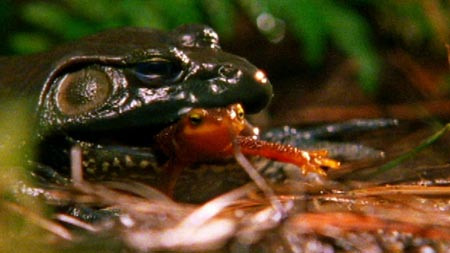 Vũ khí bí mật chống “tử thần” của sa giông ảnh 1