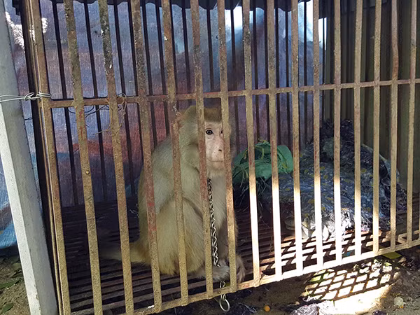 Quá khứ loang máu của bầy "đại thánh" giam mình dưới chân núi Nhẫm