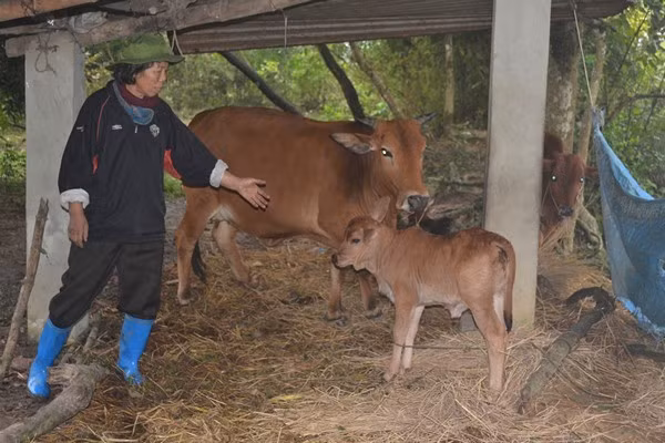 Cuộc sống kỳ lạ của 2 chị em "người rừng" giữa "ốc đảo" hoang vắng ảnh 8