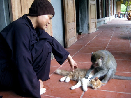 Sư Thích Diệu Mơ - trụ trì chùa Nhẫm Dương - chơi đùa với một con khỉ của mình Sư Thích Diệu Mơ - trụ trì chùa Nhẫm Dương - chơi đùa với một con khỉ của mình