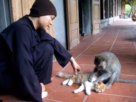 Sư Thích Diệu Mơ - trụ trì chùa Nhẫm Dương - chơi đùa với một con khỉ của mình