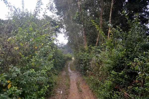 Cuộc sống kỳ lạ của 2 chị em "người rừng" giữa "ốc đảo" hoang vắng ảnh 1