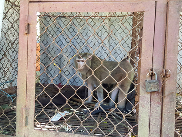 Cảm xúc buồn bã của một chú khỉ bị nuôi nhốt trong lồng sắt, cách li tự nhiên Cảm xúc buồn bã của một chú khỉ bị nuôi nhốt trong lồng sắt, cách li tự nhiên