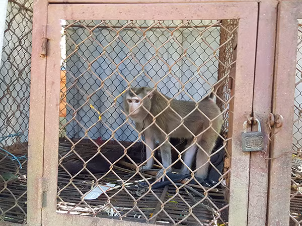 Cảm xúc buồn bã của một chú khỉ bị nuôi nhốt trong lồng sắt, cách li tự nhiên