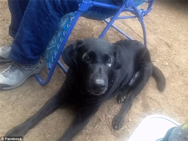 Chú chó thành ngôi sao ở khu phố sau khi mắc bệnh bạch biến